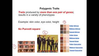 Celebrity Polygenic and sex linked trait section 5A Wealth