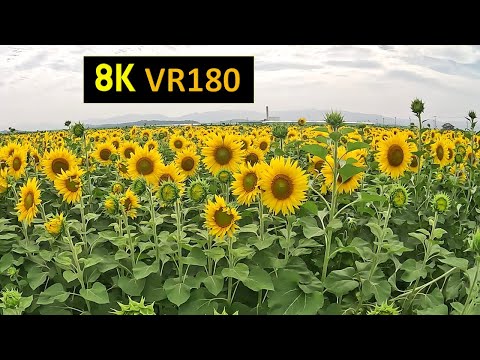 【8K VR180】宮城 山元町 ひまわり畑