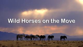 Onaqui Mountain Wild Horse Herds as they Roam the Utah Desert