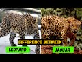 What are the Difference Between a Jaguar and a Leopard - Comparison and Hidden Facts