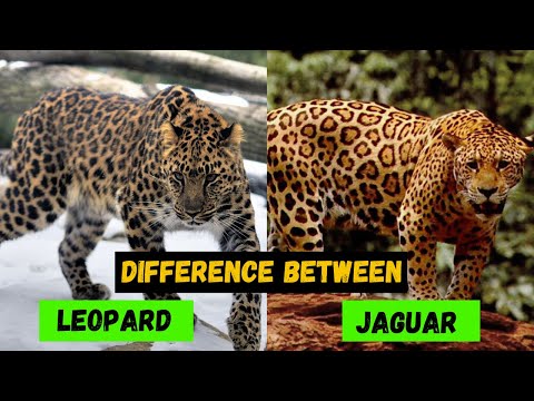 Differences between jaguars, leopards 