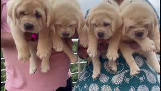 Lab Pubby Free Adopet