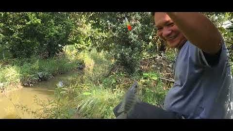 Trơ ląi đīêm cū câu cá rô phi..trúng mánh.