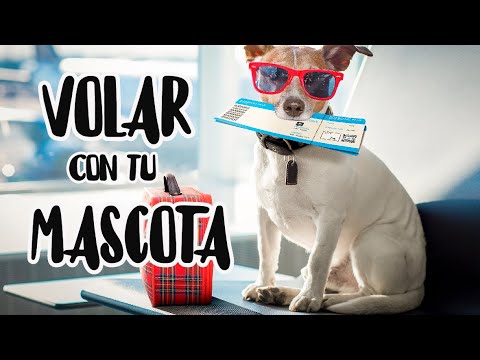 Video: 8 Tareas De Cuidado De Mascotas Que Generalmente Se Pasan Por Alto