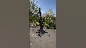 قرية تنجار النوبية مالديف اسوان النوبة اسوان مصر Aswan Egypt القرية النوبية 