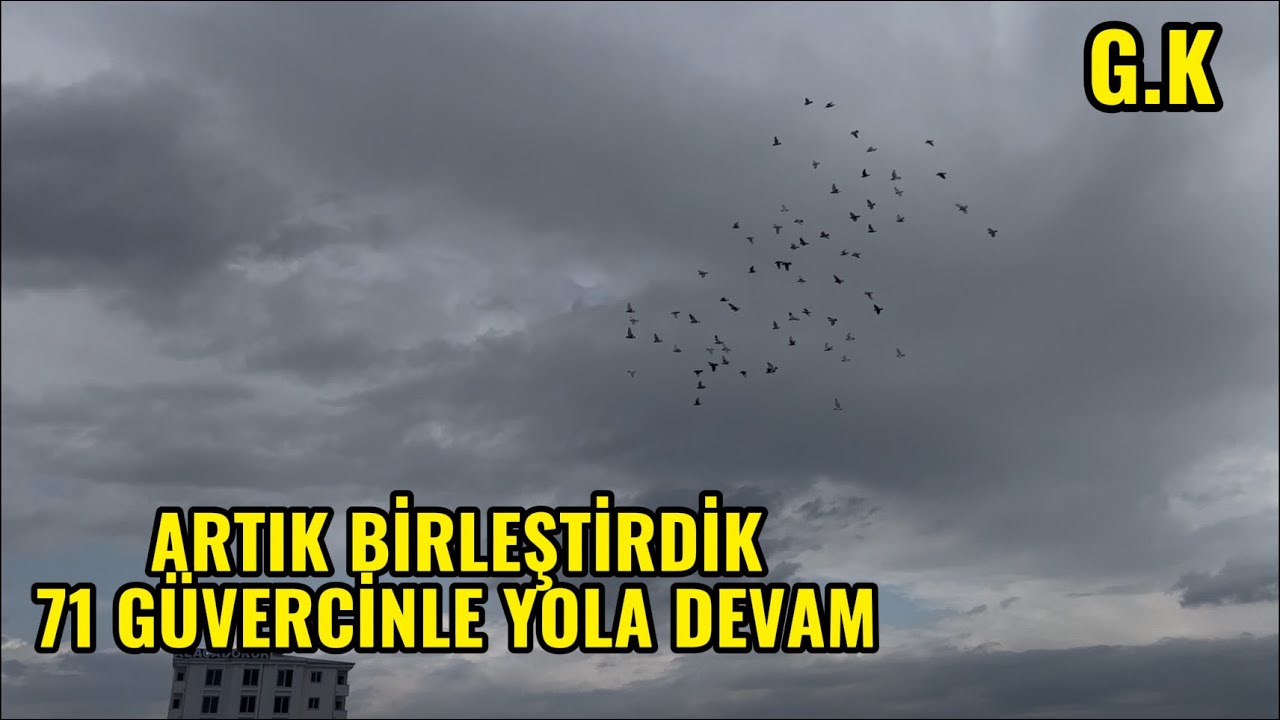 ARTIK BERABER UÇAÇAKLAR YAVRUDAN GÜVERCİN YAPMAYA DEVAM. #güvercin 