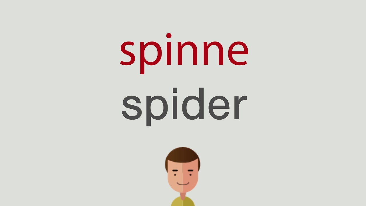 Spinne Englisch Spinne Englisch