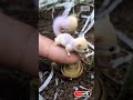 cute Tiny animal