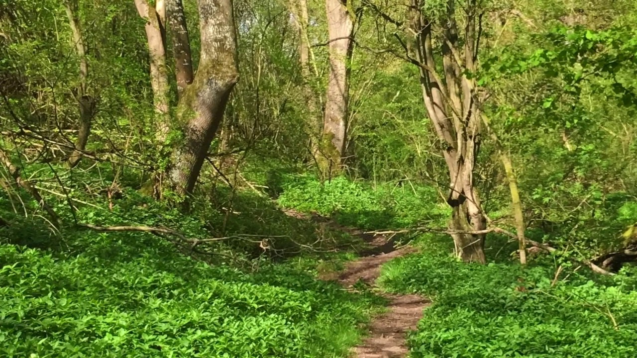 WTC Book 1 In Bach Lehman Temperament