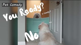 #WhatTheFluff Challenge | Funny Dogs and Cats React to What The Fluff Challenge