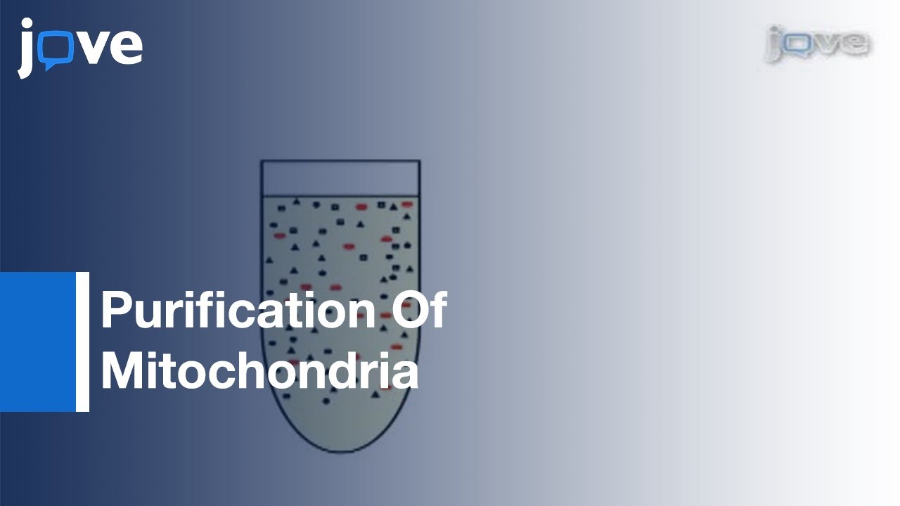 Purification Of Mitochondria From Yeast Cells l Protocol Preview