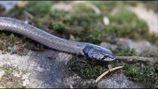 Projecto Cobras de Portugal - Apresentação