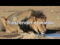 El león sediento - CUENTOS DE SUPERACIÓN PERSONAL