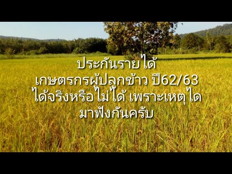 ประกันรายได้เกษตรกรผู้ปลูกข้าวปี62/63  ได้จริงหรือไม่ได้ มาฟังกันครับ 12/10/62