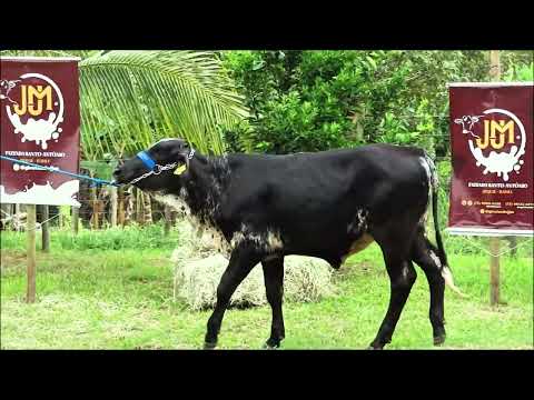 LOTE 44 BRILHOSA FIV PEARCE JJM 1159 CN