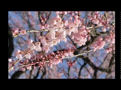 堀池の枝垂桜 綾川町西分　 2011年3月 31日