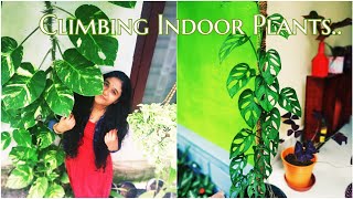 Climbing Indoor Plants | Best Climbers  for your Indoors | Malayalam