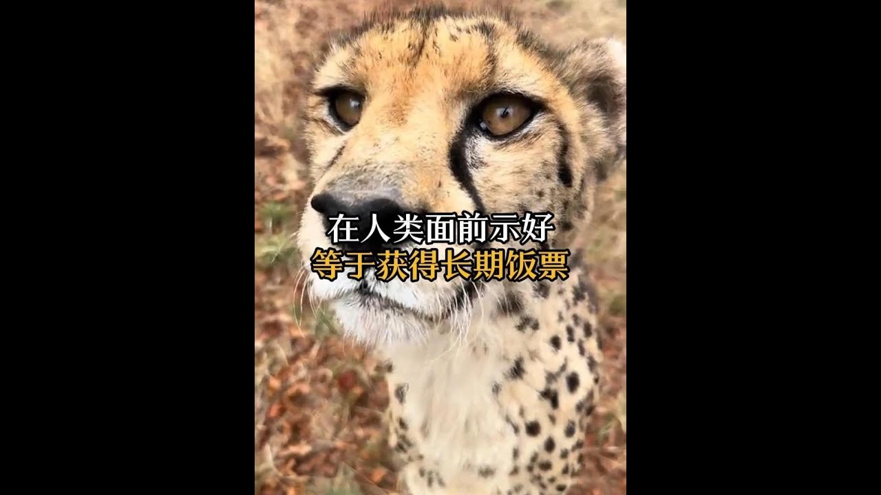 獵豹不會老虎獅子一樣，搞背後偷襲！ #動物科普 #獵豹