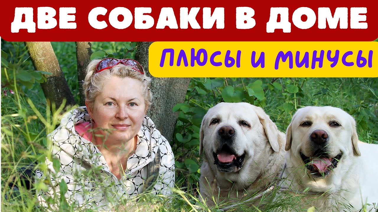 🐕📝🐾 Две собаки в доме: плюсы и минусы