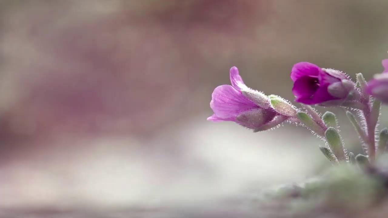 11am Sunday Service, 11th  January 2026