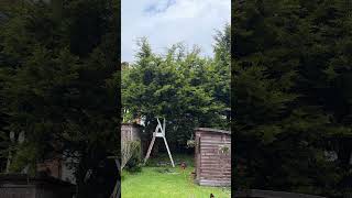 Professional Tree Surgery & Site Cleanup | Initial Tree & Landcare