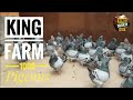 King pigeons  farm in romania