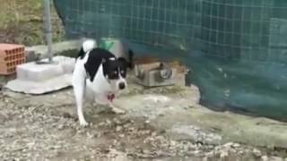 köpekle tavuk seks...doğaya aykırı ama gerçek !!!!