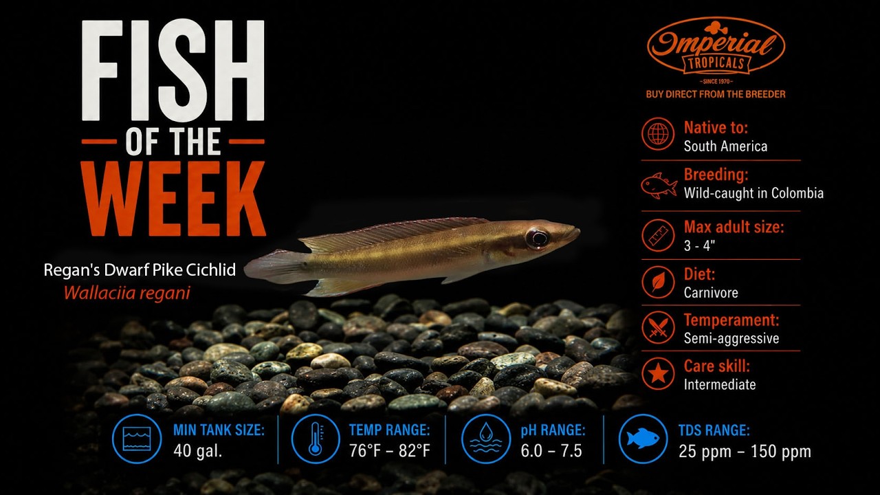 Fish of the Week: Meet the Regan's Dwarf Pike Cichlid (Wallaciia regani) #Imperialtropicals #fish