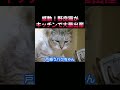 野良猫がキッチンで大量出産 #子猫 #cat #kitten
