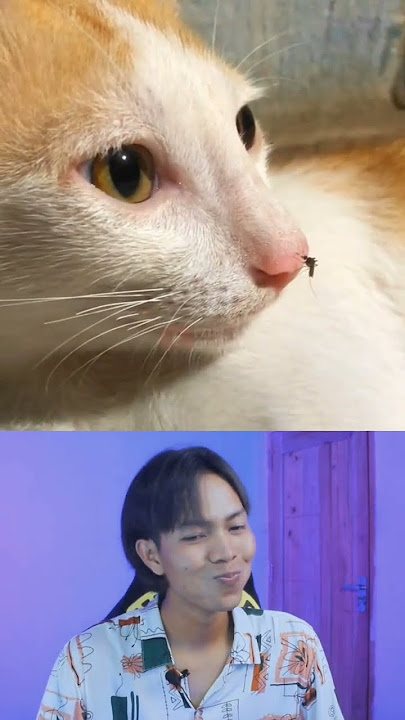 tahan tawa versi kucing part 5