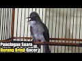Pancingan Suara Burung Brinji Kelabu Gacor Full Tembakan Bagus Untuk Masteran Mp3 - Mp4 Download