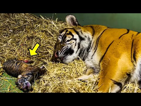 Video: Turaani tiiger: elupaik (foto)