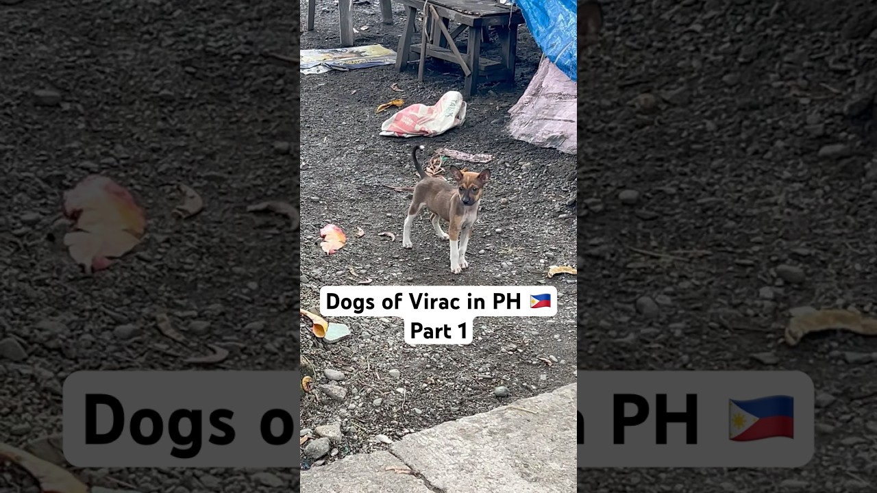 Dogs of Virac 🇵🇭 during my travel - Part 1 