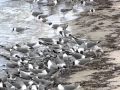 Laughing Gulls Feeding