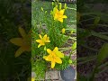 Weekend Floral Inspiration | Yellow Asiatic Lilies