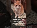 очі все сказали без слів 