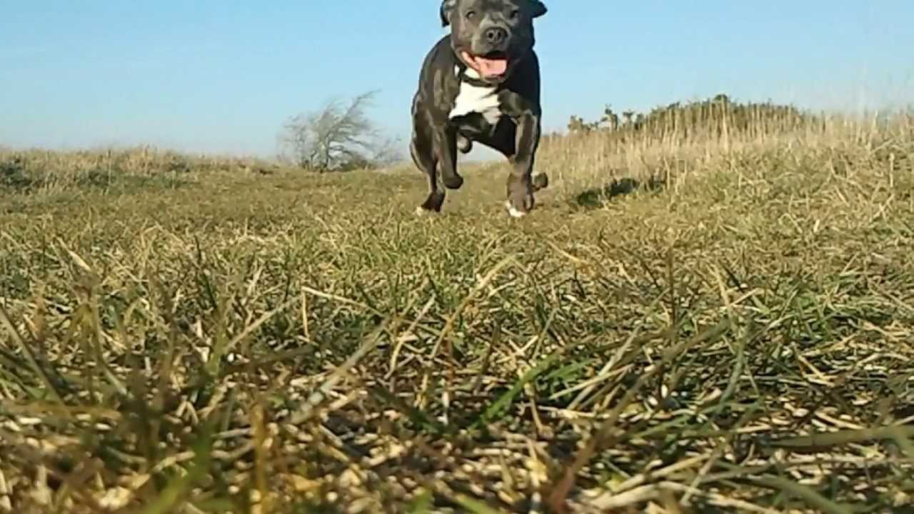 Staffordshire Bull Terrier Bleu 1 An Et 3 Mois Youtube