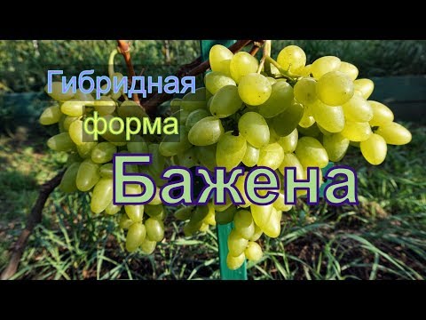 Виноград Беларуси . Лидчина .Сорт винограда -Бажена.