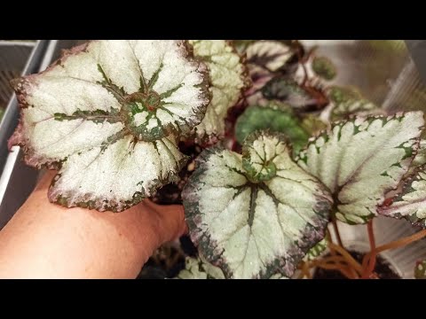 Наборы Стартеров 🌺 Бегоний Дешево