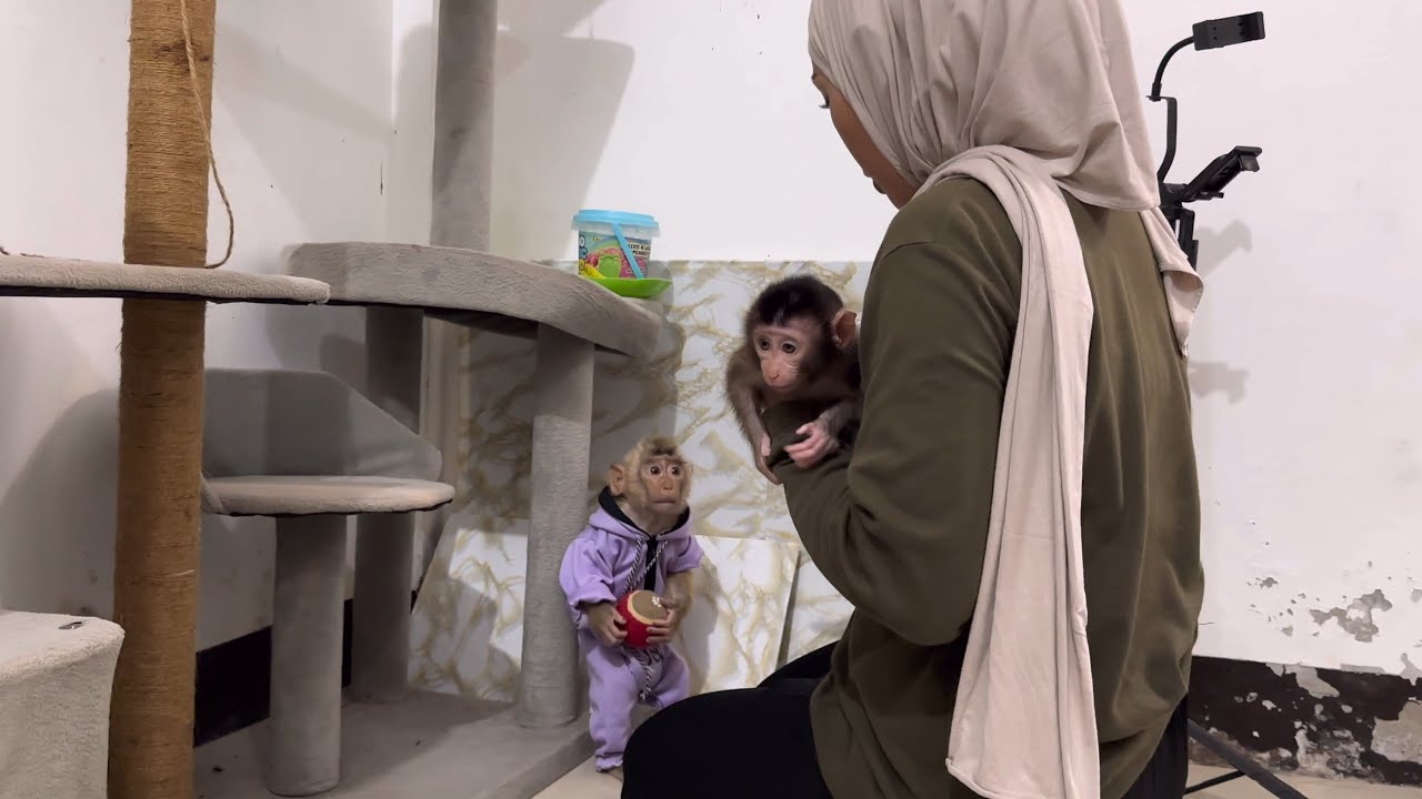 Mom punishes Alpha for being naughty to Baby Monkey Dino