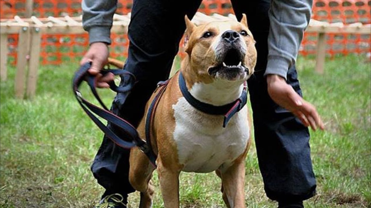 amstaff shire terrier