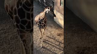 秋の動物園 キリン Youtube 秋の動物園 キリン Youtube