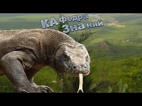 Доисторическое Чудовище / Комодский Варан