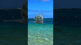 Bagdan Met the Baby Shark | Short Video