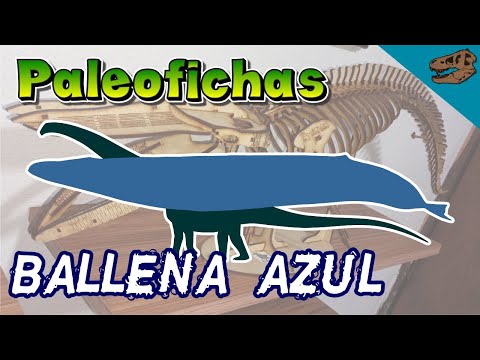 Paleoficha: Ballena azul
