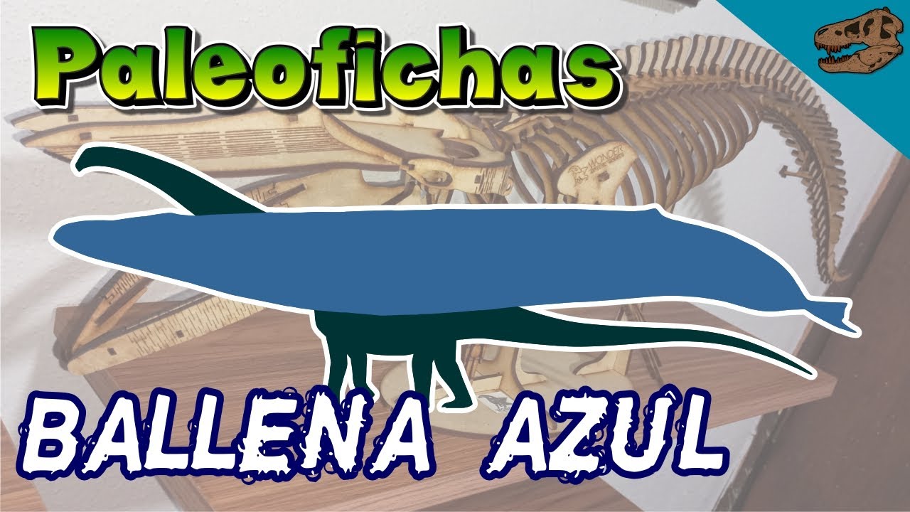 Paleoficha: Ballena azul