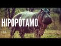 Hipopótamo - D.A.