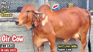 No. 1 Cow Gir Breed 16+ Liter Milk  Best For Breeding Pradeep Parmar7359230942 #Gir Cow Farm Talk