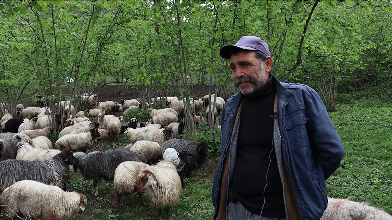 KARADENİZ'DE BİR ÇOBANIN YAŞAMI - BELGESEL /  THE LIFE OF A SHEEPER IN THE BLACK SEA