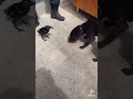 カラスのクロちゃん🐦‍⬛怪我してて変なフォルムです💦